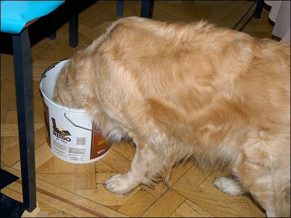 Guide dog helping himself to some beer slops